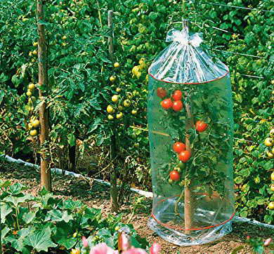 Tomatenhauben aus dünner Folie über einzelnen Tomatenpflanzen