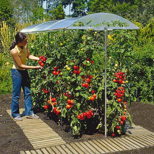 Beckmann Schutzdach PSN1 über einer Tomatenreihe im Garten