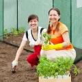 Ultranatura Napoli Tomatenhaus aus Folie mit 2 Fenstern 1,56m² - Thumbnail 7