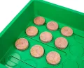mgc24 Zimmergewächshaus Greenhouse Anzuchtset - Anzuchtschale mit Deckel und Belüftung - Komplettset mit 50 Quelltabs - Thumbnail 4