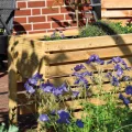 dobar® 58196e großes Hochbeet | Erhöhtes Gemüsebeet | Kräuterbeet aus Holz | Pflanzkasten für Balkon/Garten/Terrasse | Salatbeet für die Anzucht | 100 x 45 x 60 cm | Natur - Thumbnail 6