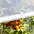 Windhager Tomatengewächshaus Alustar Premium, Tomatenhaus zur Anzucht von Gemüse, Stabiles Gewächshaus, Frühbeet- und Tomatenzelt, UV-Beständig, 170 x 150 x 80 cm, 38111 - Thumbnail 10