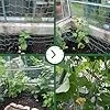 GardenGloss® Ranknetz mit großer Maschenweite für besonders ertragreiche Ernte von Gurken, Tomaten und Anderen Gemüsepflanzen - Rankhilfen für Kletterpflanzen (2m x 2.5m) - Thumbnail 2
