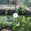GardenGloss® Ranknetz mit großer Maschenweite für besonders ertragreiche Ernte von Gurken, Tomaten und Anderen Gemüsepflanzen - Rankhilfen für Kletterpflanzen (2m x 2.5m) - Thumbnail 6