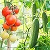 KINGLAKE Ranknetz für Kletterpflanzen, Gurkennetz 3.6X1.8M, Rankhilfe Gurken Netz, Pflanzennetze Kletternetz, Hochbeet Rank Netz, Rankgitter für Gewächshaus Garten Bohnen Tomaten-Grün – Bild 2