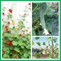 KINGLAKE Ranknetz für Kletterpflanzen, Gurkennetz 3.6X1.8M, Rankhilfe Gurken Netz, Pflanzennetze Kletternetz, Hochbeet Rank Netz, Rankgitter für Gewächshaus Garten Bohnen Tomaten-Grün - Thumbnail 9