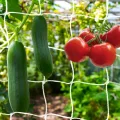 KINGLAKE Ranknetz für Kletterpflanzen, Gurkennetz 3.6X1.8M, Rankhilfe Gurken Netz, Pflanzennetze Kletternetz, Hochbeet Rank Netz, Rankgitter für Gewächshaus Garten Bohnen Tomaten-Grün - Thumbnail 11