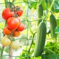 KINGLAKE Ranknetz für Kletterpflanzen, Gurkennetz 3.6X1.8M, Rankhilfe Gurken Netz, Pflanzennetze Kletternetz, Hochbeet Rank Netz, Rankgitter für Gewächshaus Garten Bohnen Tomaten-Grün - Thumbnail 1