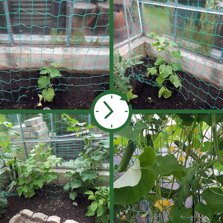 GardenGloss® Ranknetz mit großer Maschenweite für besonders ertragreiche Ernte von Gurken, Tomaten und Anderen Gemüsepflanzen - Rankhilfen für Kletterpflanzen (2m x 10m) – Bild 6