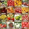 Prademir – Tomatensamen Set aus 16 seltenen & alten Sorten – Tomaten Anzuchtset mit 100% Natursamen handverlesen aus Portugal – Tomatensaat mit hoher Keimrate für Garten, Balkon, Terrasse, Gewächshaus - Thumbnail 2