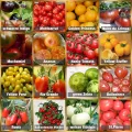 Prademir – Tomatensamen Set aus 16 seltenen & alten Sorten – Tomaten Anzuchtset mit 100% Natursamen handverlesen aus Portugal – Tomatensaat mit hoher Keimrate für Garten, Balkon, Terrasse, Gewächshaus - Thumbnail 1