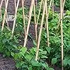UNUS Bambusstäbe, Pflanzenstäbe zur Stabilisierung von Pflanzen im Garten, Rankstäbe Bambus 120 cm naturfarbend, 25 Stück – Bild 3