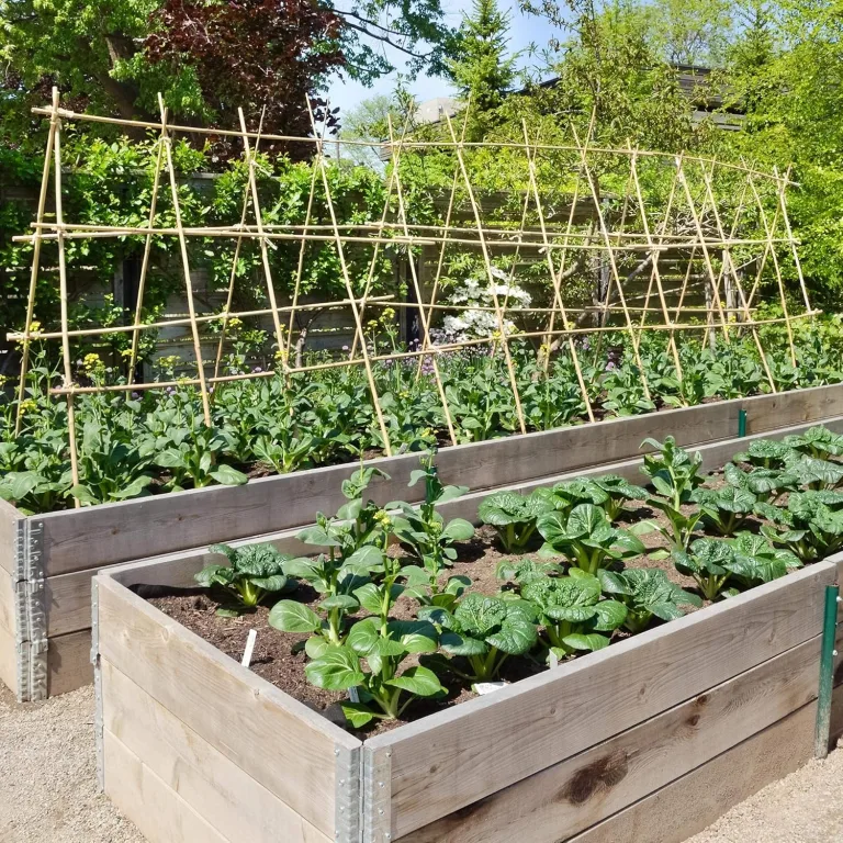 UNUS Bambusstäbe, Pflanzenstäbe zur Stabilisierung von Pflanzen im Garten, Rankstäbe Bambus 120 cm naturfarbend, 25 Stück – Bild 7