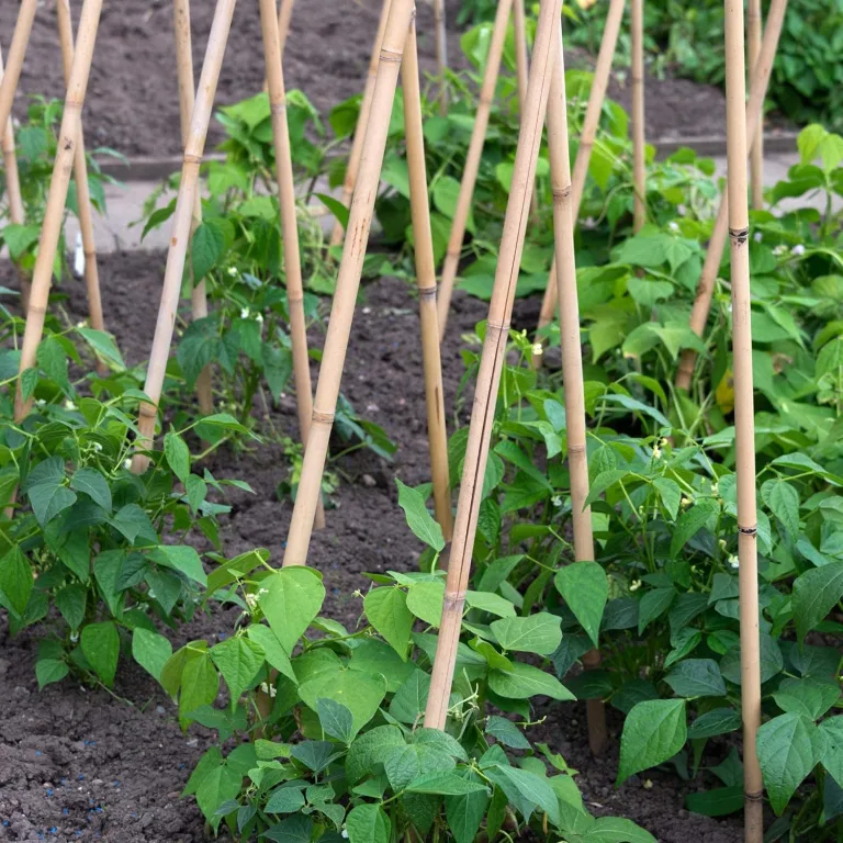 UNUS Bambusstäbe, Pflanzenstäbe zur Stabilisierung von Pflanzen im Garten, Rankstäbe Bambus 120 cm naturfarbend, 25 Stück – Bild 8