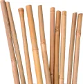 UNUS Bambusstäbe, Pflanzenstäbe zur Stabilisierung von Pflanzen im Garten, Rankstäbe Bambus 120 cm naturfarbend, 25 Stück - Thumbnail 12