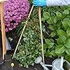 UNUS Bambusstäbe, Pflanzenstäbe zur Stabilisierung von Pflanzen im Garten, Rankstäbe Bambus 120 cm naturfarbend, 25 Stück - Thumbnail 4