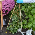 UNUS Bambusstäbe, Pflanzenstäbe zur Stabilisierung von Pflanzen im Garten, Rankstäbe Bambus 120 cm naturfarbend, 25 Stück - Thumbnail 9