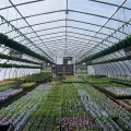 HENGMEI 14x Polycarbonat Doppelstegplatten 4mm Hohlkammerstegplatten10,25 m² UV-beständigen Stegplatten für Gewächshaus, Garten Treibhaus - Transparent - Thumbnail 7
