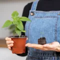Kokos Quelltabletten mit Nährstoffen: 125 Premium Quelltabs aus Anzuchterde torffrei, ohne Pikieren – Kokoserde gepresst zur Pflanzen Anzucht, Erde, für Stecklinge – OwnGrown - Thumbnail 6