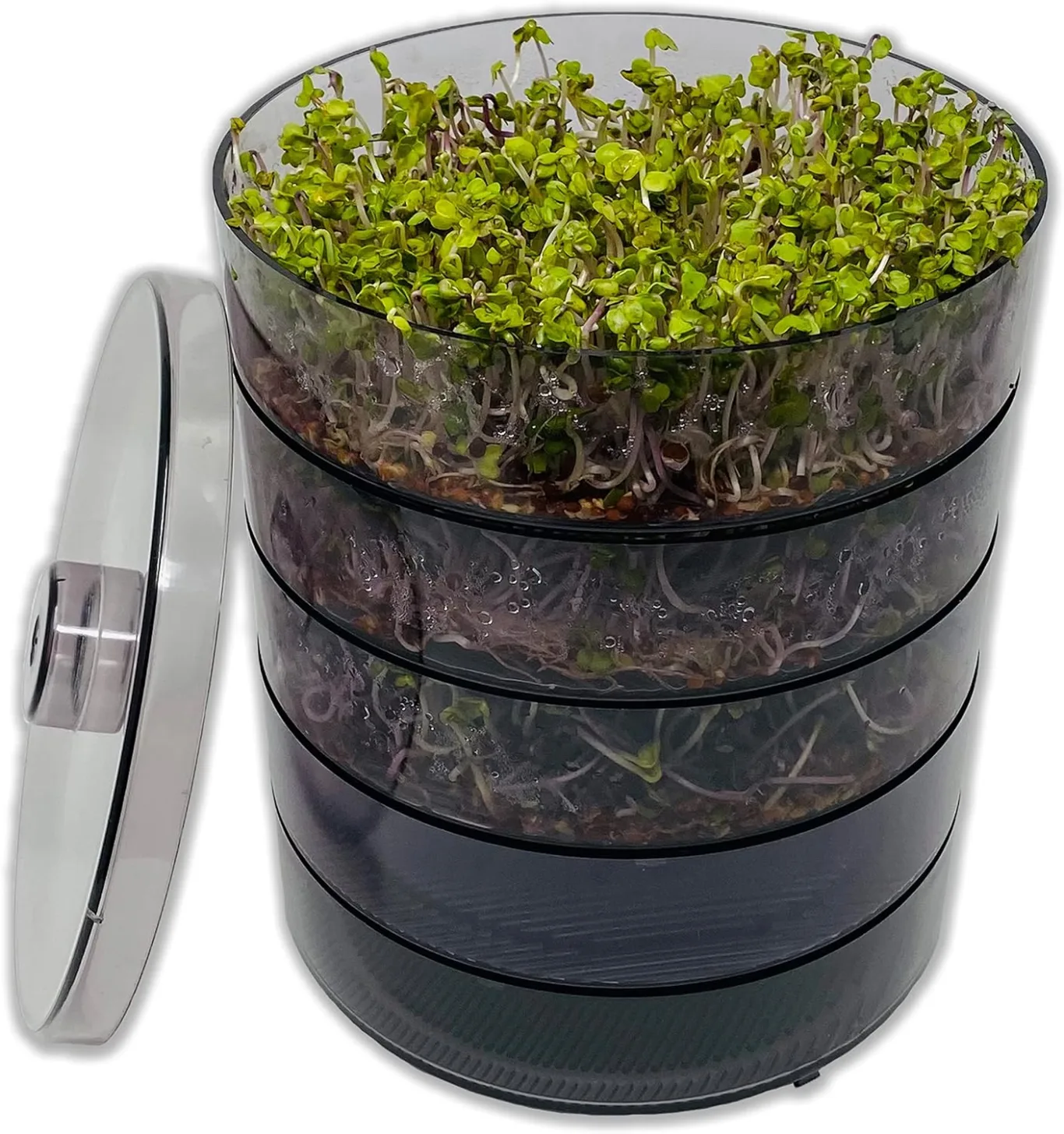 SaatPur® Keimsprossenbox Set 4 mit Vier Etagen als Sprossen Keimgerät: Sprossen Anzucht sowie Microgreens Anzuchtschalen. Keimbox, Keimschale, Keimschachtel, Sprossenbox, Sprossenhaus, Keimgerät - Bild 1