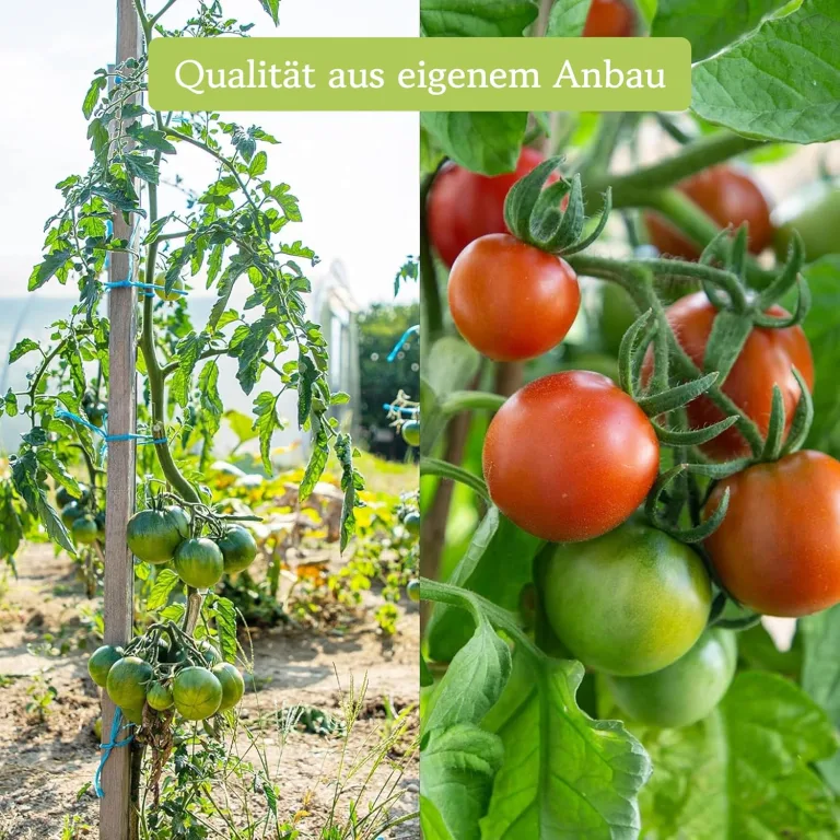 Tomaten Samen Set : 12 Sorten Tomatensamen für Garten und Balkon – Tomaten Anzuchtset – Tomatensamen Alte Sorten – Garten Geschenk Set – Alte Tomatensorten OwnGrown – Bild 7