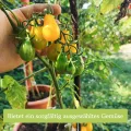 Tomaten Samen Set : 12 Sorten Tomatensamen für Garten und Balkon – Tomaten Anzuchtset – Tomatensamen Alte Sorten – Garten Geschenk Set – Alte Tomatensorten OwnGrown - Thumbnail 8