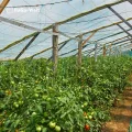 HaGa Gitterfolie 2m x 5m in transparent – Extrastarke Folie für Gewächshaus klein & groß – als Gewächshausfolie & Winterschutz - Thumbnail 5