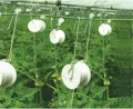 LOVIVER Tomaten Rankhilfe Schnur Spule 2pcs 15m Pflanzenbefestigung Rankspule für Gemüese und Melonen im Gewächshaus - Thumbnail 7