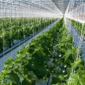 LOVIVER Tomaten Rankhilfe Schnur Spule 2pcs 15m Pflanzenbefestigung Rankspule für Gemüese und Melonen im Gewächshaus - Thumbnail 8