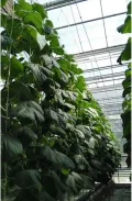 LOVIVER Tomaten Rankhilfe Schnur Spule 2pcs 15m Pflanzenbefestigung Rankspule für Gemüese und Melonen im Gewächshaus - Thumbnail 11