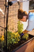 Keter Maple Gewächshaus, braun, Maße 104x71x34,5 cm, ideal für Salat, Blumen oder Kräuter, auch für Balkon, Terrasse oder City Gardening - Thumbnail 8