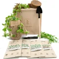 PUT DOWN ROOTS MIKROGRÜN ANZUCHTSET 4 Pflanzen Samen-Garten Starter-Set öko Saatgut mit Holzkiste mit Deckel, mini gewächshaus, kinderküche zubehör Kinder Anzuchtset - Thumbnail 1