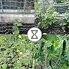 Ranknetz Verdickung Pflanzennetz mit Großer Maschenweite Rankhilfe Netz für Kletterpflanzen, Gurken,Tomaten und Anderen Gemüsepflanzen Gewächshaus Zubehör - 2m x 2.5m – Bild 5