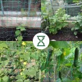 Ranknetz Verdickung Pflanzennetz mit Großer Maschenweite Rankhilfe Netz für Kletterpflanzen, Gurken,Tomaten und Anderen Gemüsepflanzen Gewächshaus Zubehör - 2m x 2.5m - Thumbnail 12