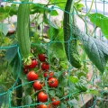Ranknetz Verdickung Pflanzennetz mit Großer Maschenweite Rankhilfe Netz für Kletterpflanzen, Gurken,Tomaten und Anderen Gemüsepflanzen Gewächshaus Zubehör - 2m x 2.5m - Thumbnail 1