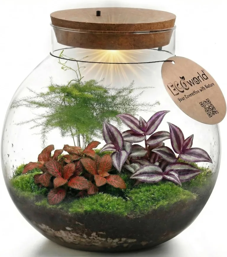 Tropical Biodome – Pflanzen Terrarium mit Licht – Pflegefreies Mini Ökosystem im Glas – Ø 25 cm ↥ 28 cm – 3 Zimmerpflanzen – Batteriebetriebene Beleuchtung – Bild 1