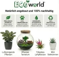 Tropical Biodome – Pflanzen Terrarium mit Licht – Pflegefreies Mini Ökosystem im Glas – Ø 25 cm ↥ 28 cm – 3 Zimmerpflanzen – Batteriebetriebene Beleuchtung - Thumbnail 8