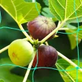 2 Stück Ranknetz für Rankhilfe Gurken, Tomaten Rankhilfe, Ranknetz für Kletterpflanzen Gewäch Gemüse,Bohnen Rankhilfe，Gewächshaus Zubehör - 1,8 x 1,8 m - Thumbnail 6