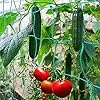 2 Stück Ranknetz für Rankhilfe Gurken, Tomaten Rankhilfe, Ranknetz für Kletterpflanzen Gewäch Gemüse,Bohnen Rankhilfe，Gewächshaus Zubehör - 1,8 x 1,8 m - Thumbnail 2