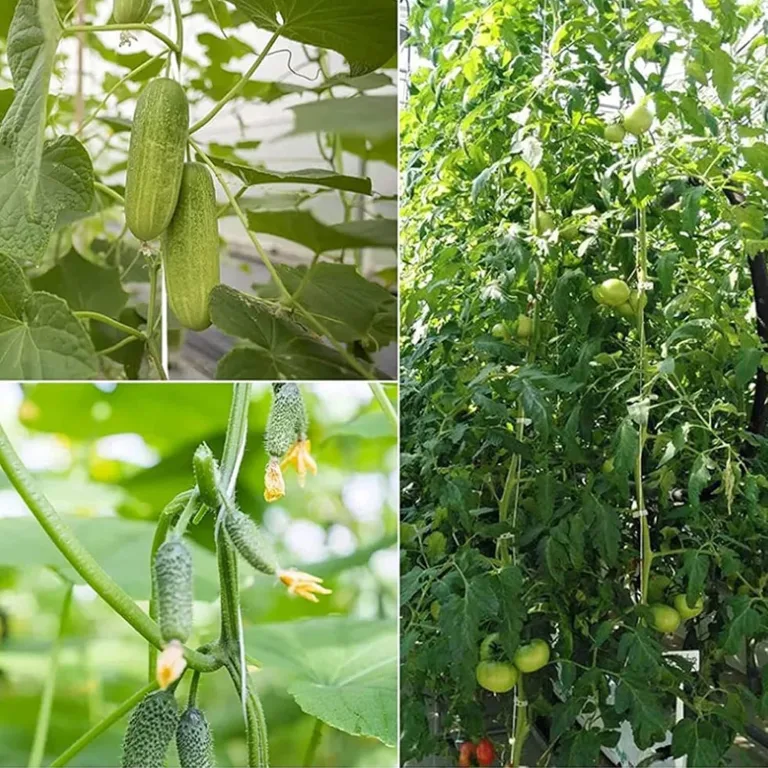 10 Stück Garten Tomatenhaken, Tomatenpflanzenhalter, Garten Tomatenhaken Gemüse Clips, Geeignet zum Fixieren von Pflanzen, Kletterhilfe(Grün) – Bild 7