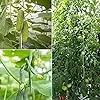 10 Stück Garten Tomatenhaken, Tomatenpflanzenhalter, Garten Tomatenhaken Gemüse Clips, Geeignet zum Fixieren von Pflanzen, Kletterhilfe(Grün) - Thumbnail 2