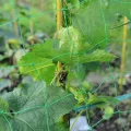 Rankhilfe Gurken Ranknetz für Gurken - Rankhilfe Garten Tomaten, Sehr Passend Netz für Kletterpflanzen Gewächshaus Zubehör, Pflanzennetz 180x270 für Garten Gewächshaus - Thumbnail 10