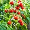 KARAT Tomatenspiralstäbe - 180 cm Länge - 10 Stück - Tomatenstab - Spiralstab - Rankstab - Tomaten Rankhilfe - Pflanzstab aus verzinktem Stahl - Thumbnail 2