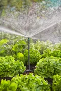 Gardena Micro-Drip-System Tropfbewässerung Set Gemüse-/Blumenbeet (60 m²): Starter-Set sofort einsatzbereit, wassersparendes Bewässerungssystem, einfache & flexible Verbindungstechnik (13450-20) - Thumbnail 6