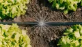 Gardena Micro-Drip-System Tropfbewässerung Set Gemüse-/Blumenbeet (60 m²): Starter-Set sofort einsatzbereit, wassersparendes Bewässerungssystem, einfache & flexible Verbindungstechnik (13450-20) - Thumbnail 7