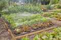 Gardena Micro-Drip-System Tropfbewässerung Set Gemüse-/Blumenbeet (60 m²): Starter-Set sofort einsatzbereit, wassersparendes Bewässerungssystem, einfache & flexible Verbindungstechnik (13450-20) - Thumbnail 3