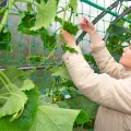 Ranknetz - Vaktop Gurkennetz mit 50 Pflanzenbinder, Rankgitter für Gurken, Pflanzennetz mit großer Maschenweite - Rankhilfe für Gurken, Tomaten, Kletterpflanzen (1.8m x 2.7m) - Thumbnail 8