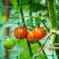Ranknetz - Vaktop Gurkennetz mit 50 Pflanzenbinder, Rankgitter für Gurken, Pflanzennetz mit großer Maschenweite - Rankhilfe für Gurken, Tomaten, Kletterpflanzen (1.8m x 2.7m) - Thumbnail 11