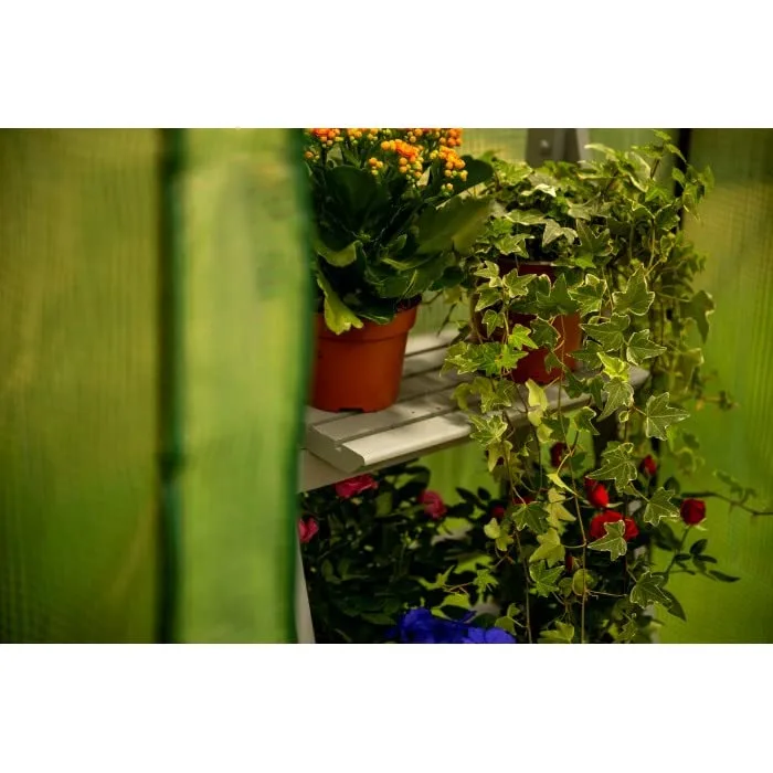 Grindi - Tomaten Gewächshaus, Foliengewächshaus mit PVC Folie und Fernster, Transparent, 100x50x170cm, Gewächshaus Klein, Garten, Balkon,Winterfest Tomatenhaus für Optimales Pflanzenwachstum – Bild 6