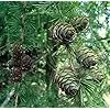 Gartenwelt Riegelsberger Hochbeet 180x80x72 cm aus modernen Rhombusleisten Lärchenholz Natur Kräuterbeet Gemüsebeet Pflanzbeet - Thumbnail 2